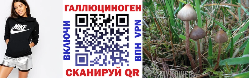 Псилоцибиновые грибы Cubensis  купить  сайты  Первоуральск 